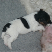 Photo de Fox terrier  poil dur