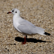 Photo de Mouette