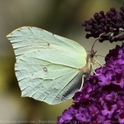 Photo de Papillon