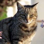 Photo de Chat domestique