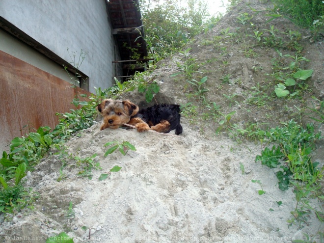 Photo de Yorkshire terrier