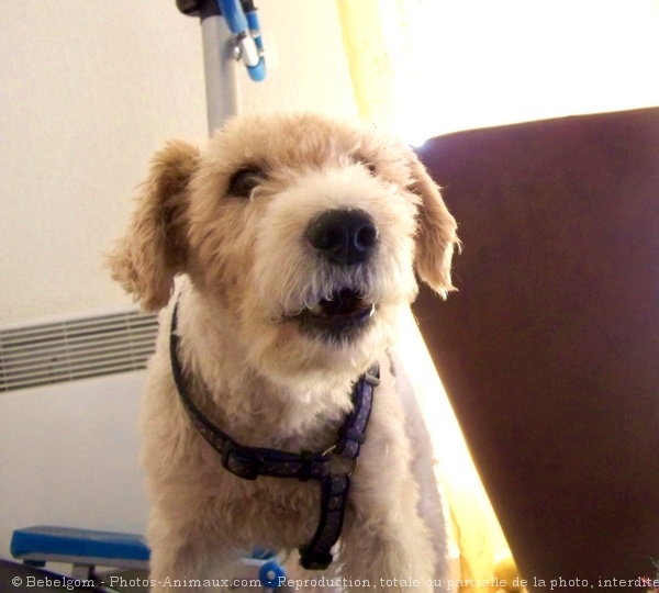 Photo de Fox terrier  poil dur