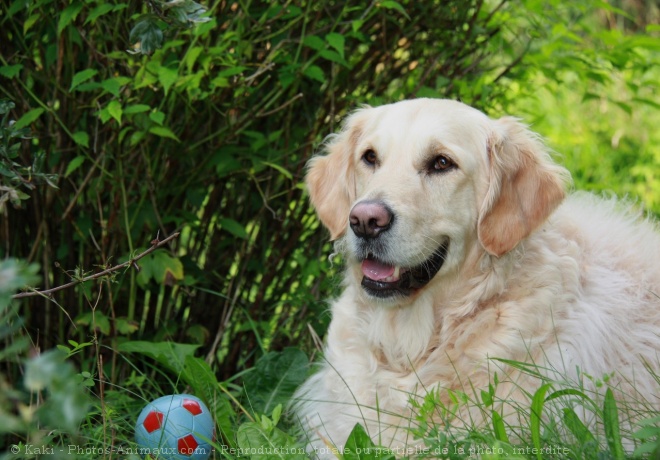 Photo de Golden retriever