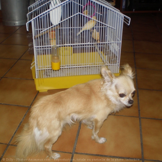 Photo de Chihuahua  poil long