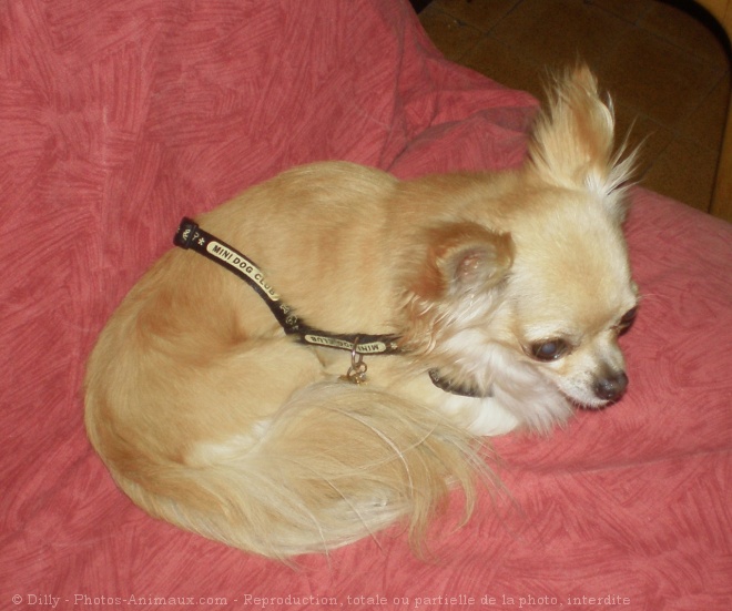 Photo de Chihuahua  poil long