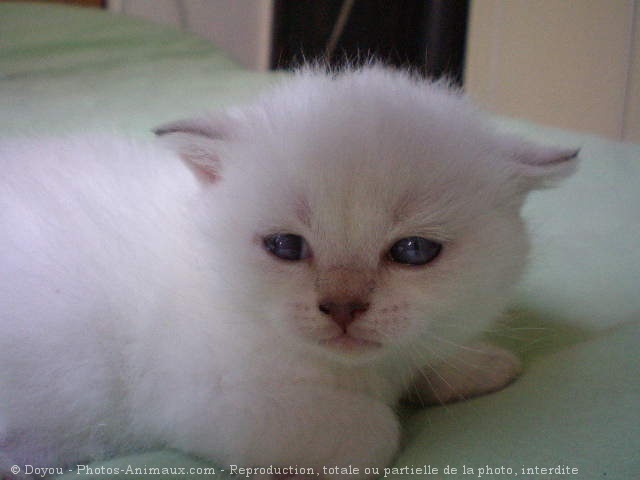 Photo de British shorthair