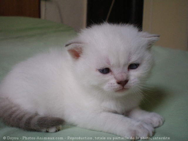 Photo de British shorthair