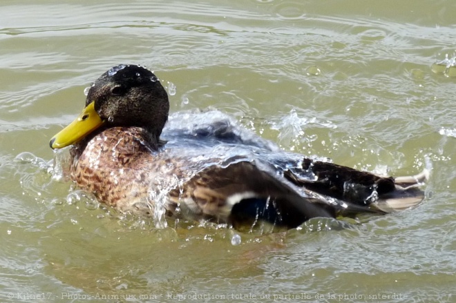 Photo de Canard