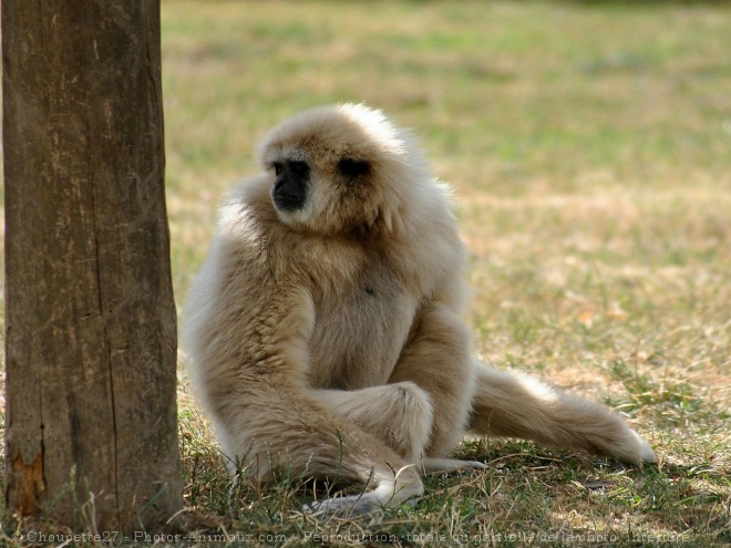 Photo de Singe - gibbon