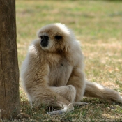 Photo de Singe - gibbon