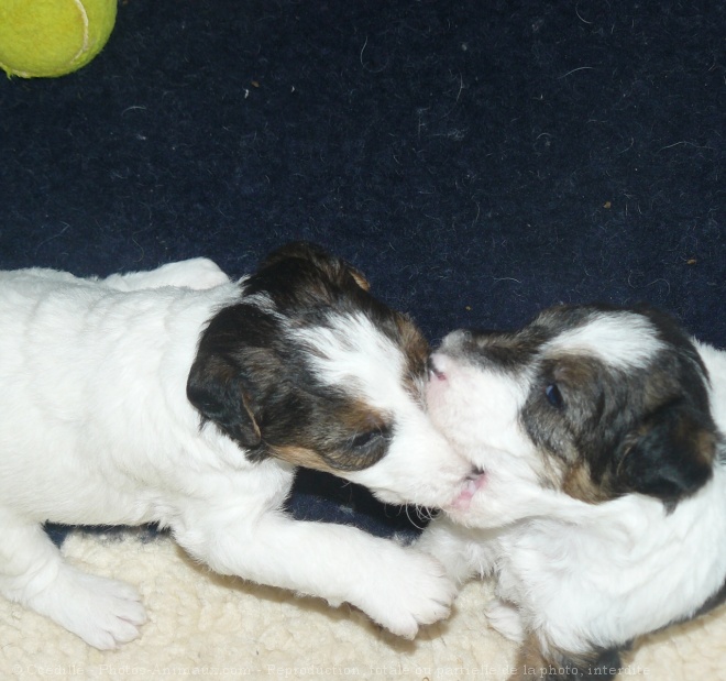 Photo de Fox terrier  poil dur