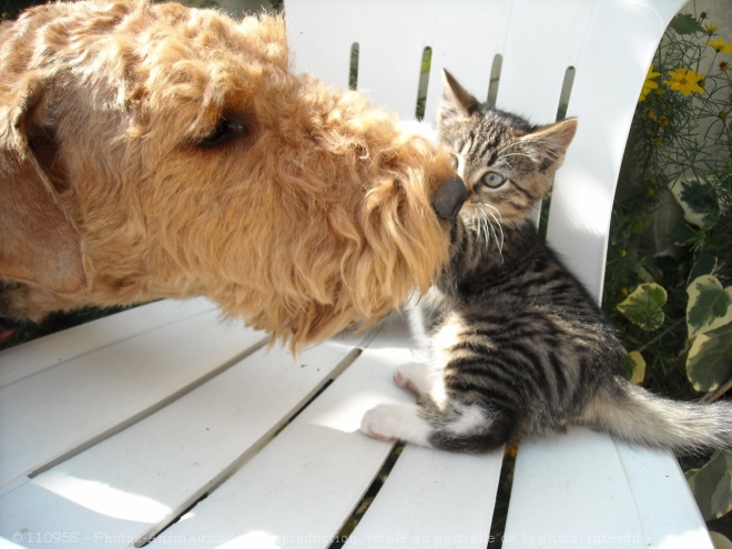 Photo de Races diffrentes