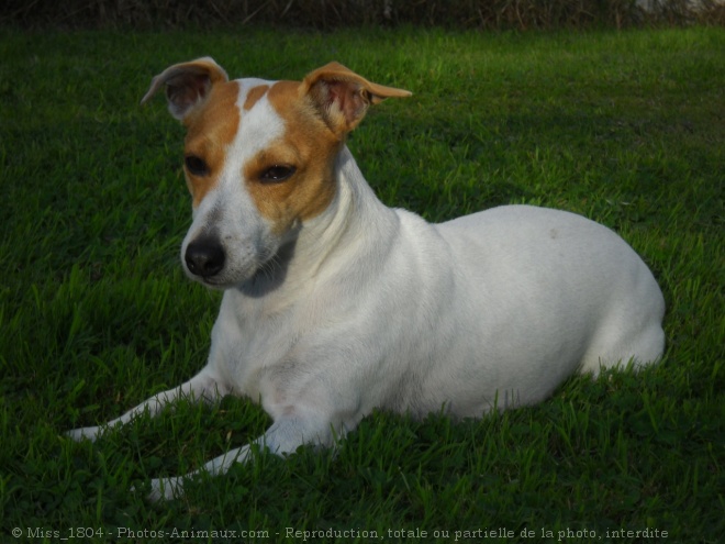 Photo de Jack russell terrier