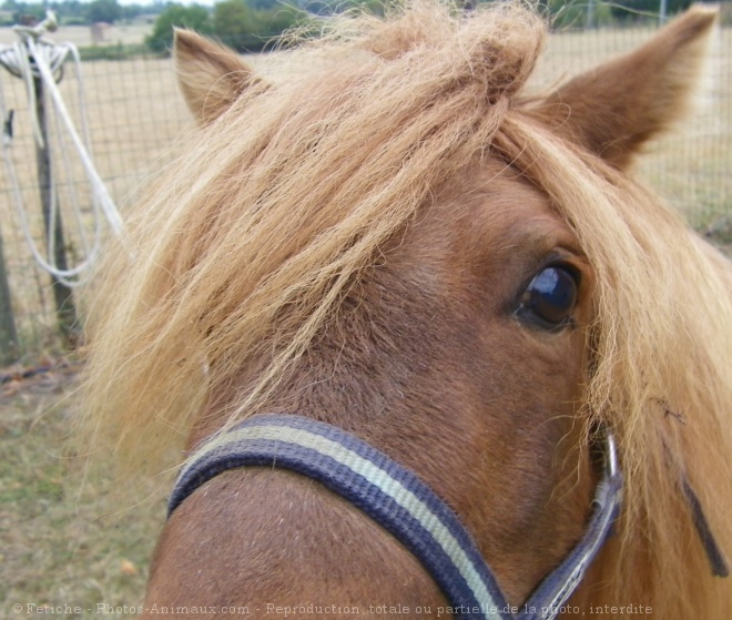 Photo de Poney (toutes races)