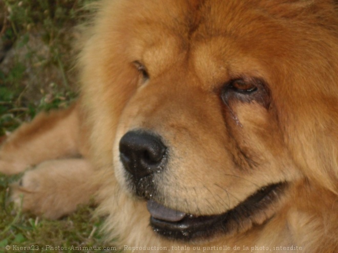 Photo de Chow chow