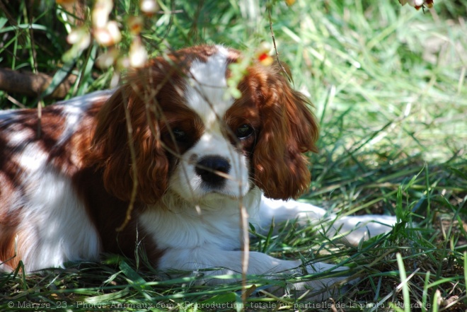 Photo de Cavalier king charles spaniel