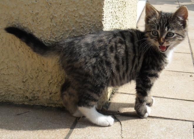 Photo de Chat domestique