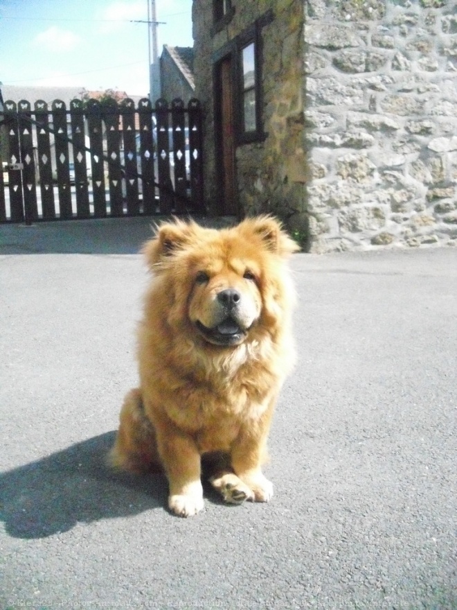 Photo de Chow chow