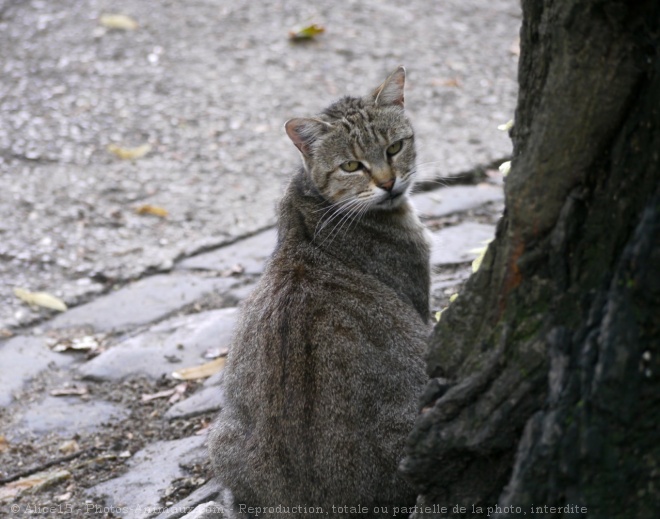 Photo de Chat domestique