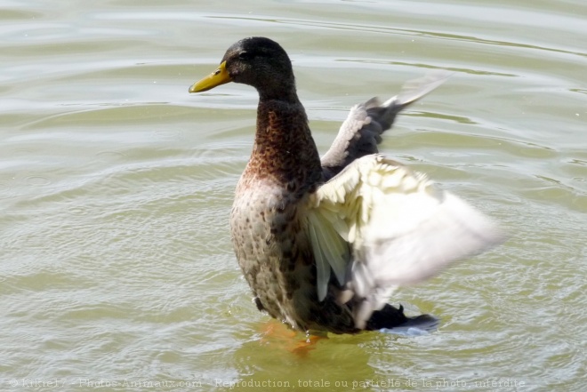 Photo de Canard