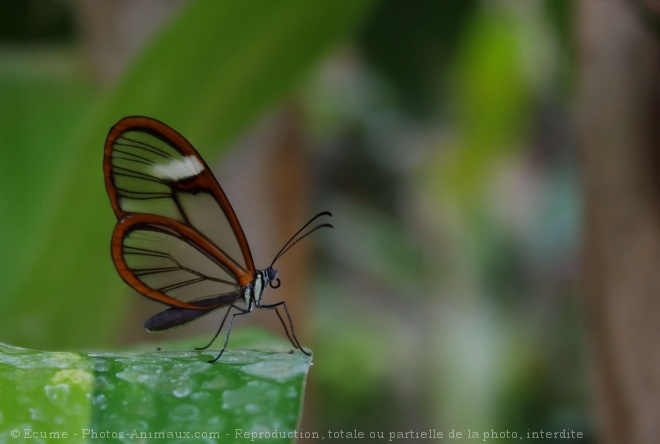 Photo de Papillon