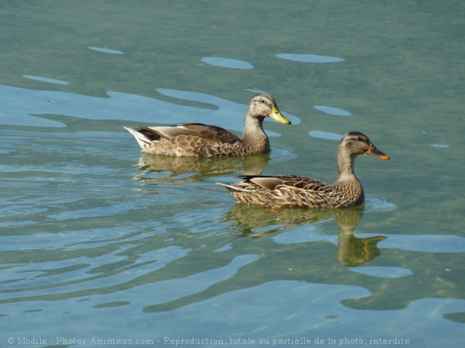 Photo de Canard colvert