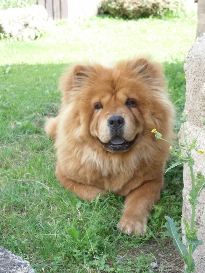 Photo de Chow chow