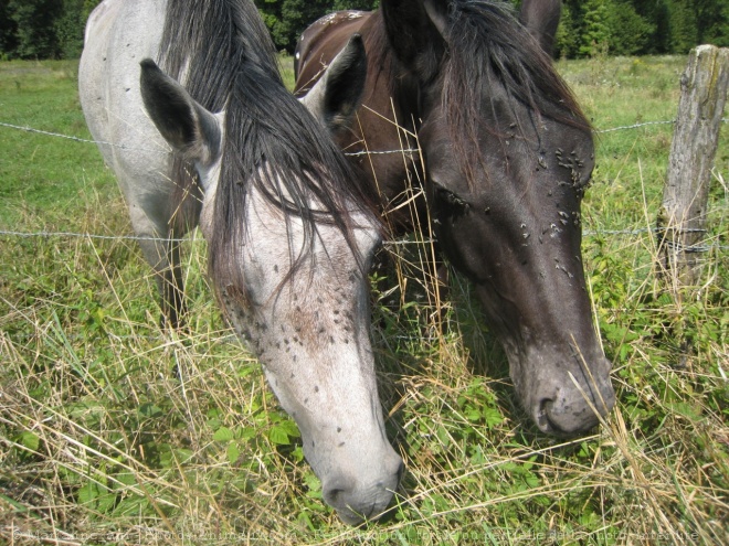 Photo de Races diffrentes