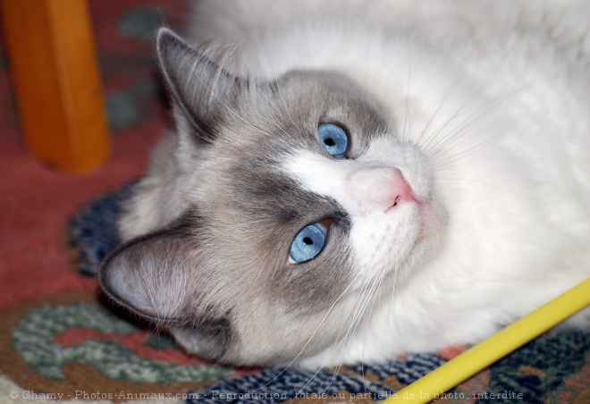 Photo de Ragdoll