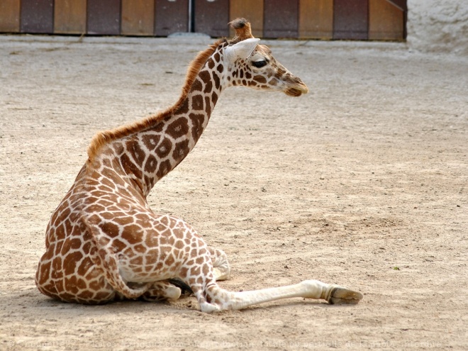 Photo de Girafe