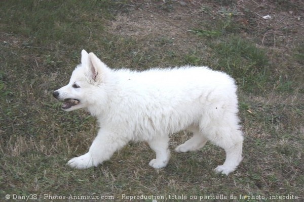 Photo de Berger blanc suisse