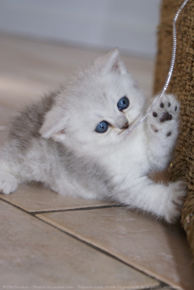 Photo de British shorthair