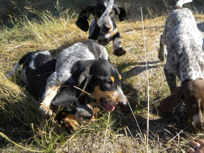 Photo de Basset bleu de gascogne