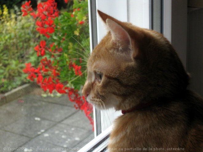 Photo de Chat domestique