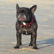 Photo de Bouledogue franais