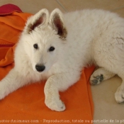 Photo de Berger blanc suisse