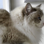 Photo de Ragdoll