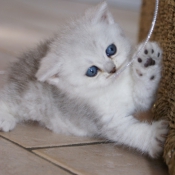 Photo de British shorthair