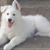 Photo de Berger blanc suisse