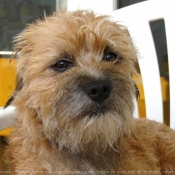 Photo de Border terrier