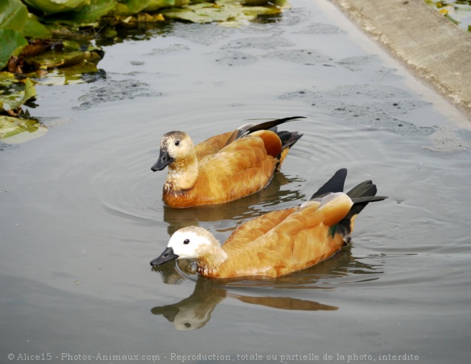 Photo de Canard tadorne casarca