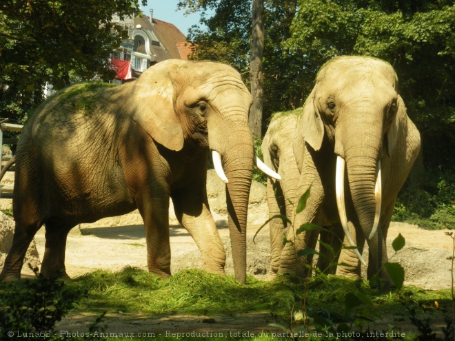 Photo d'Elphant d'afrique