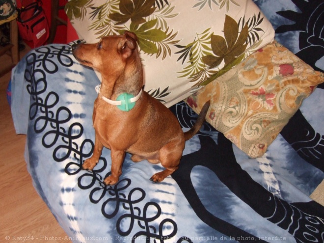 Photo de Pinscher nain