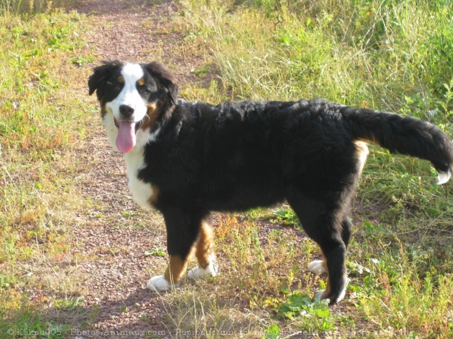 Photo de Bouvier bernois