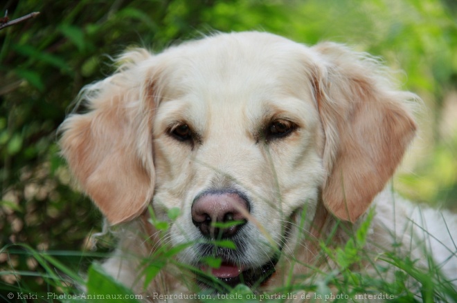 Photo de Golden retriever