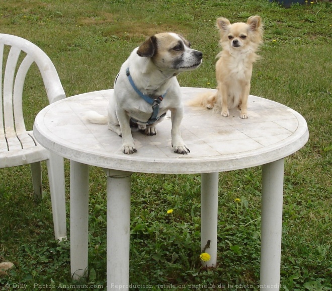 Photo de Chihuahua  poil long