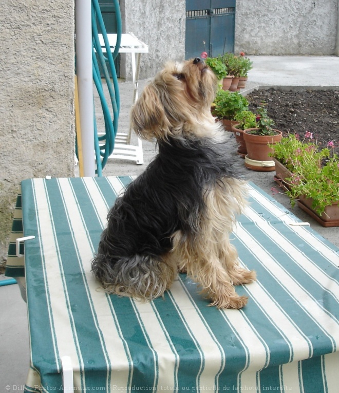 Photo de Yorkshire terrier