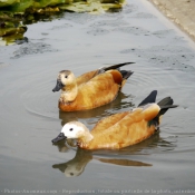 Photo de Canard tadorne casarca