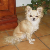 Photo de Chihuahua  poil long