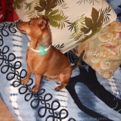 Photo de Pinscher nain